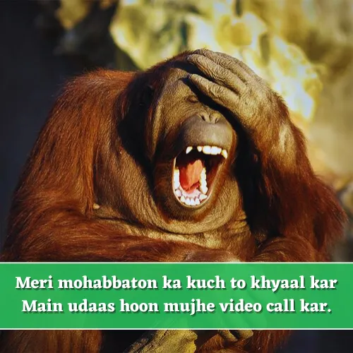 Love Funny Shayari in English Love Funny Shayari in English